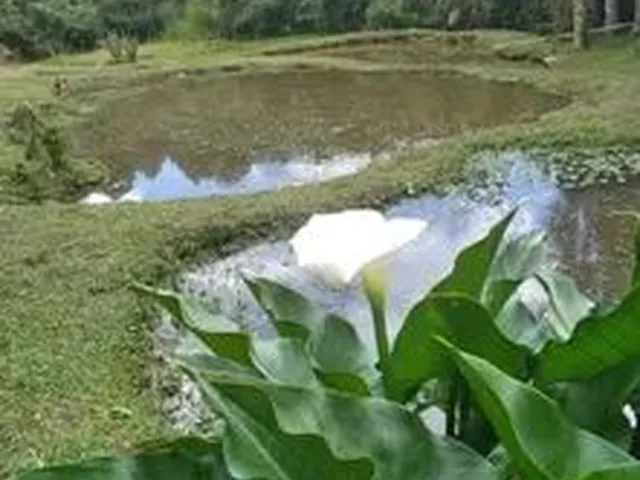 Imagem: Troco Ou Vendo Linda Chácara