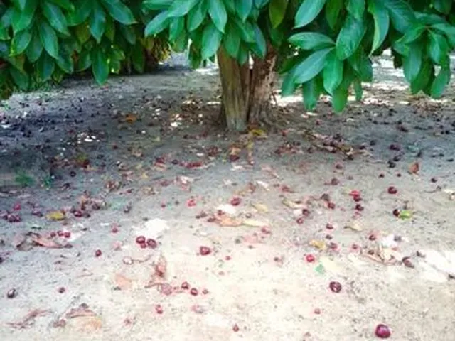 Imagem 10: Casa Chácara Casa com 3 dormitórios