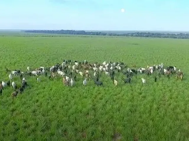 Imagem 3: Fazenda de 80.090 Hectares em Paranatinga-Mt