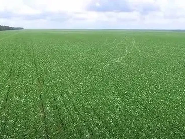 Imagem 4: Fazenda de 80.090 Hectares em Paranatinga-Mt