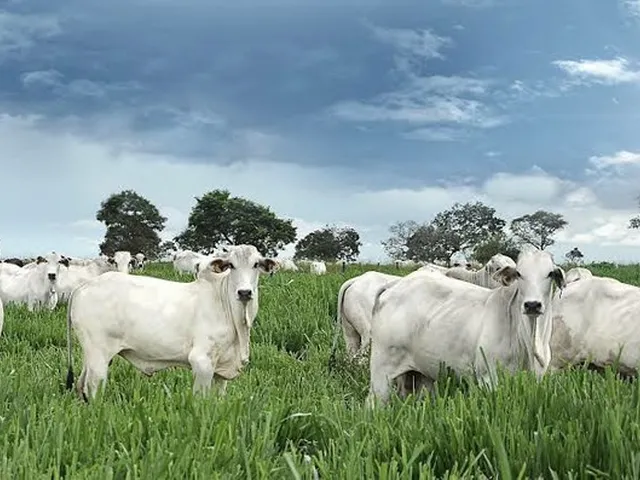 Imagem 1: Compro Sítio em Londrina Pr Até 7.5 Milhões