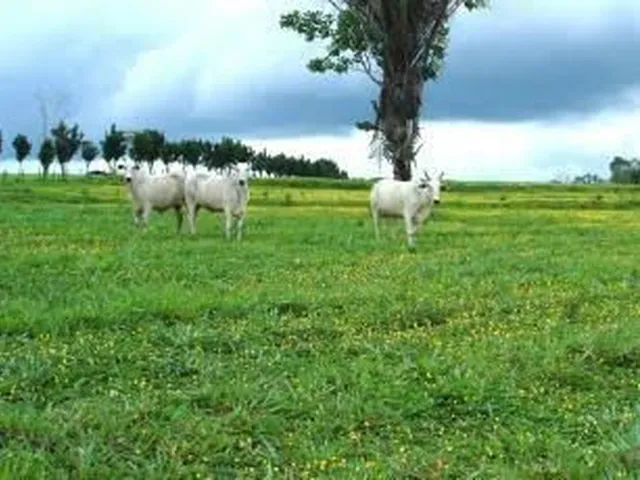 Imagem 10: Compro Sítio em Londrina Pr Até 7.5 Milhões
