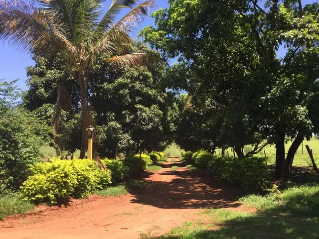 Imagem 5: Compro Sítio em Londrina Pr Até 7.5 Milhões