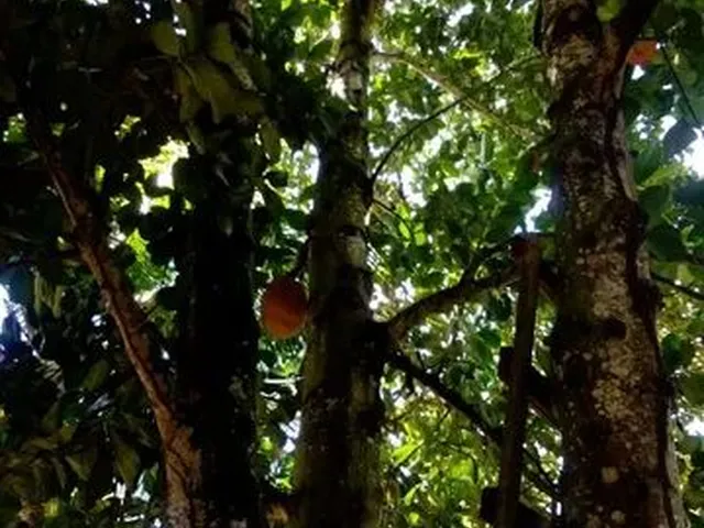 Imagem 1: Sítio em Lauro de Freitas
