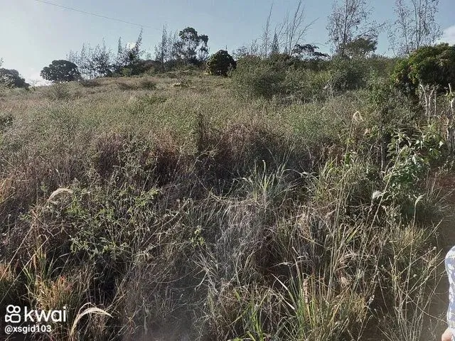 Imagem: Sitio Macaruja Pombos