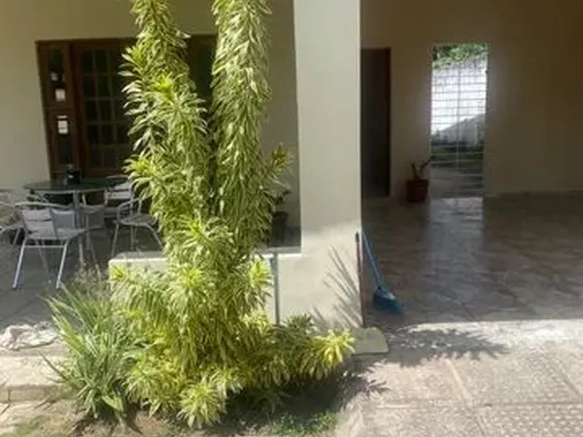 Imagem: Pau Amarelo