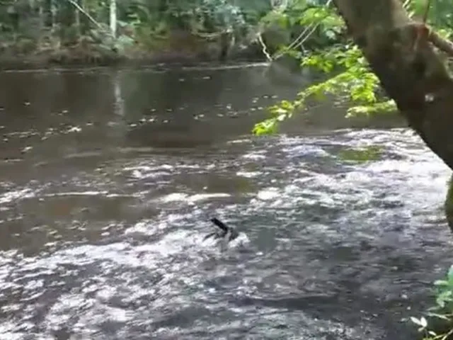 Imagem 5: Sitio, com Corredeira, Pousada, na Br 174, À 1 Km de Presidente Figueiredo-Am