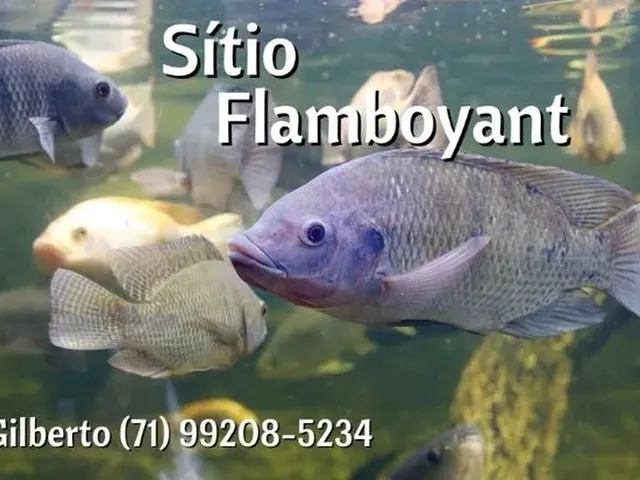 Imagem: Vendo Sítio com Criatório de Peixes e