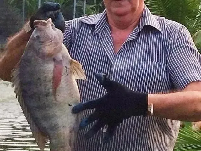 Imagem 15: Vendo Sítio com Criatório de Peixes e Camarão