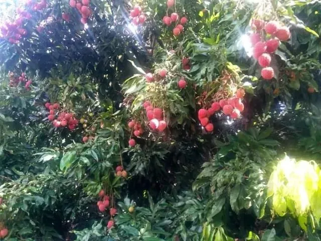 Imagem 6: Vendo Sítio com Criatório de Peixes e Camarão