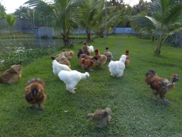 Imagem 11: Vendo Sítio com Criatório de Peixes e Camarão