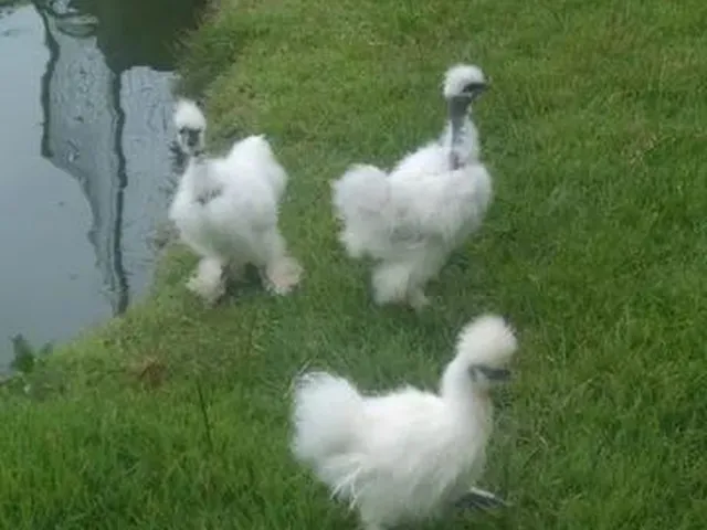Imagem 14: Vendo Sítio com Criatório de Peixes e Camarão