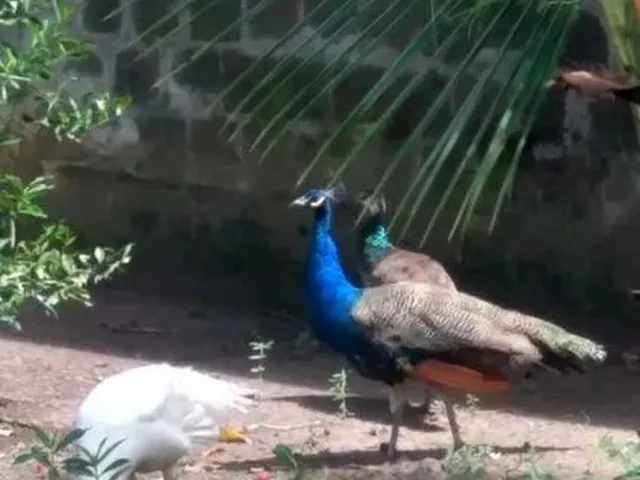 Imagem 2: Vendo Sítio com Criatório de Peixes e Camarão