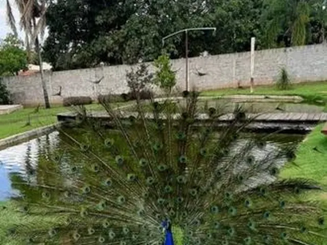 Imagem 5: Vendo Sítio com Criatório de Peixes e Camarão
