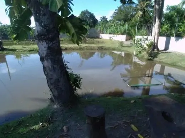 Imagem 10: Vendo Sítio com Criatório de Peixes e Camarão