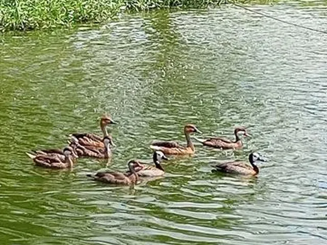Imagem 12: Vendo Sítio com Criatório de Peixes e Camarão