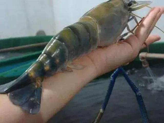 Imagem 8: Vendo Sítio com Criatório de Peixes e Camarão