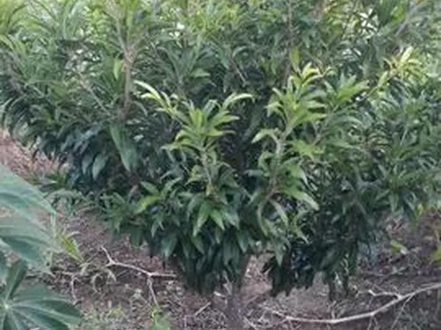 Imagem: Mini Chácara em Cruz de Rebouças