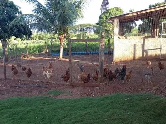 Imagem 4: Lote Irrigado Projeto California