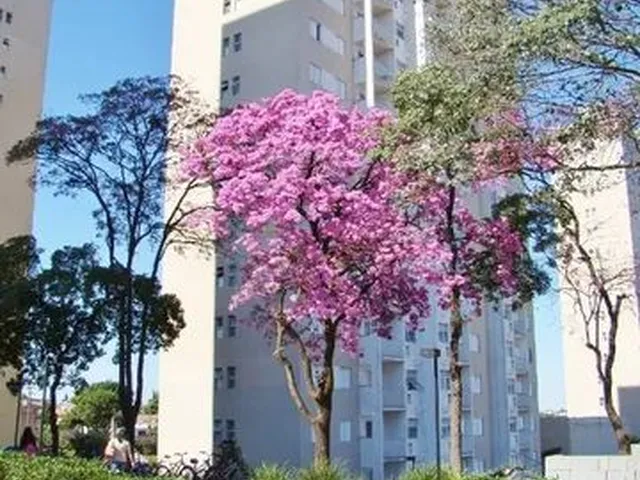 Imagem: Apartamento para Aluguel, 2 Quartos, 1 Vaga