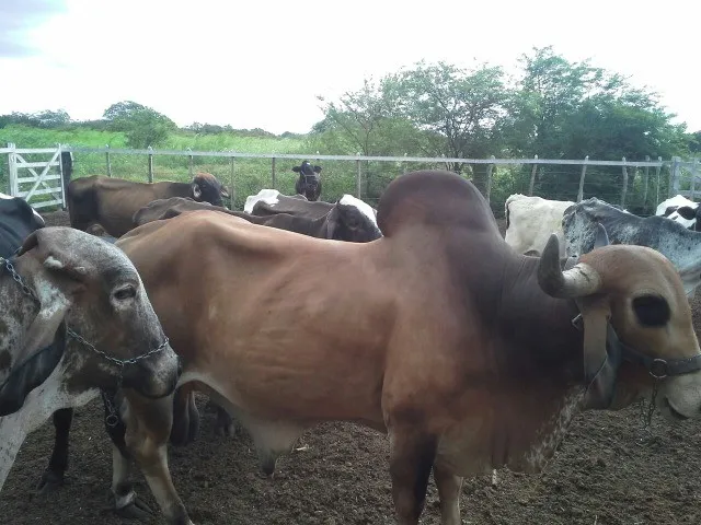 Imagem: Fazenda com 80 Há, Casa, Curral, Aprisco
