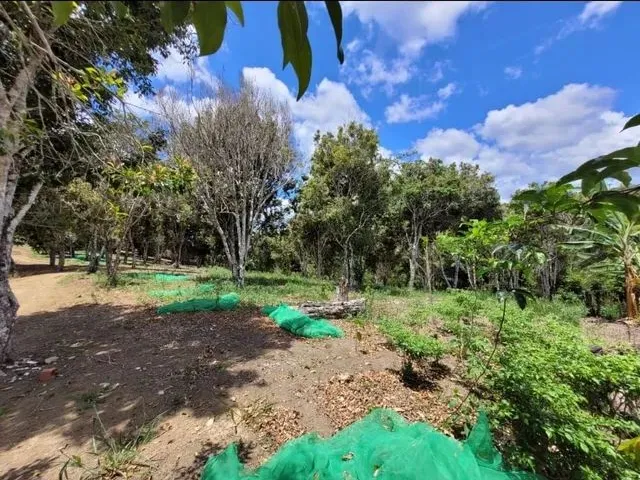 Imagem 5: Roça Valença Gueren