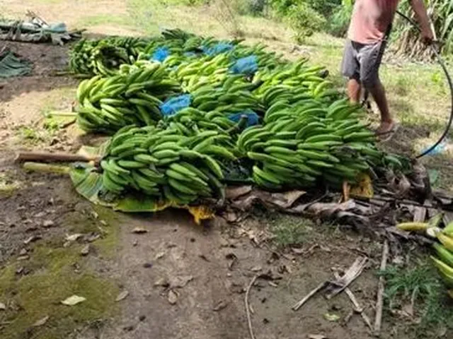 Imagem 6: Roça Valença Gueren