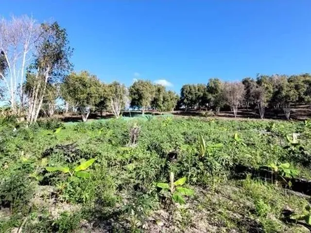 Imagem 3: Roça Valença Gueren