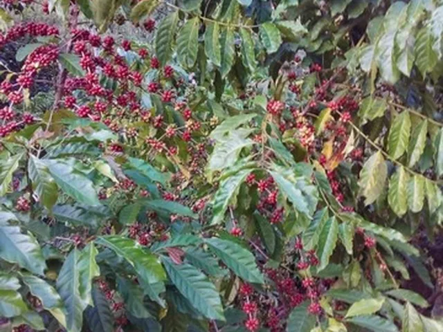 Imagem 1: Propriedade com Café em Domingo Martins