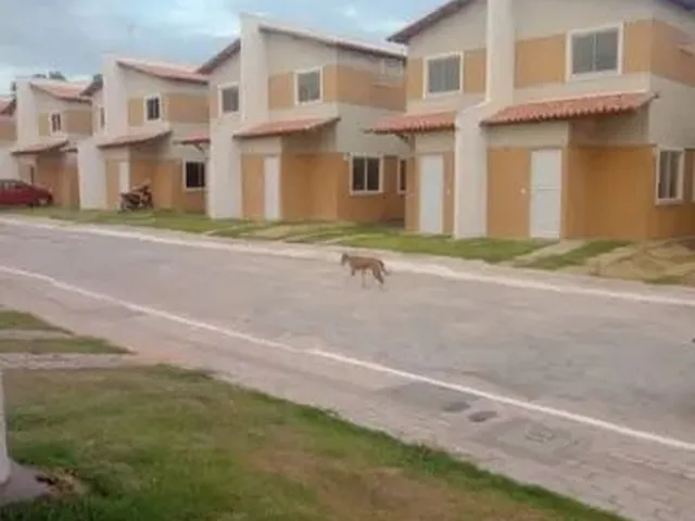 Imagem 5: Casa em condomínio com 2 dormitórios