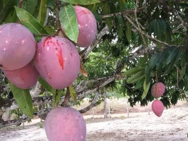 Imagem: Sitio Pronto. Lazer e Residência
