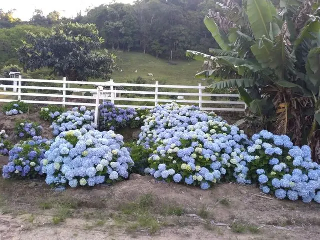 Imagem 2: Lindo Sitio em Alfredo Wagner