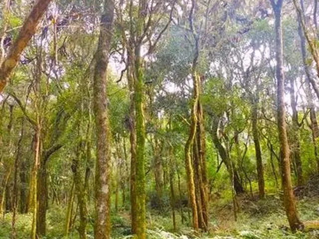 Imagem 3: Terreno com Nascente de Água e Rio com Excelente Possibilidade de Formação de Chácara