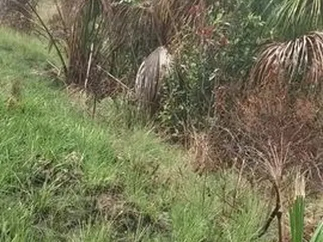 Imagem: Vendo Chácara em Sao Félix