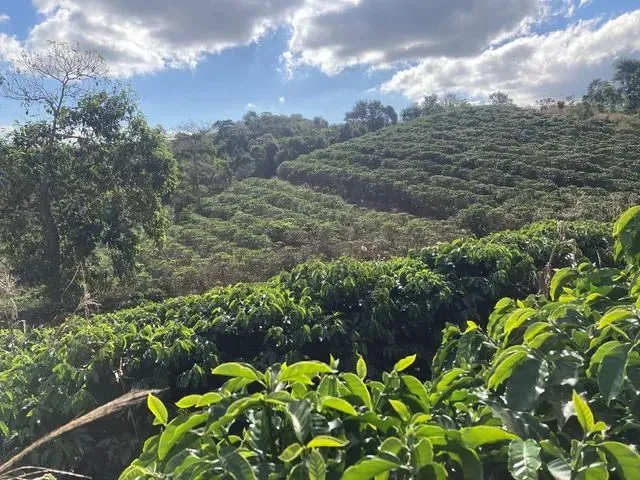 Imagem: Fazenda de Café - Arábica - Negócio e
