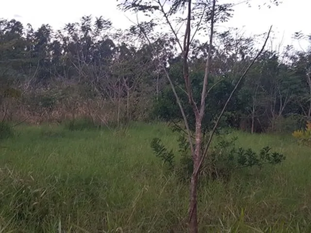 Imagem 3: Chácara com 30,000M2 Doutor Camargo Pr