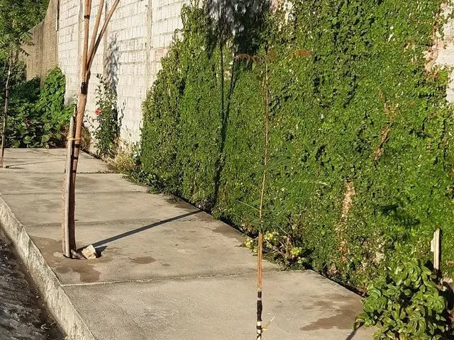 Imagem 3: Vende-Se Uma Casa em Samapi Zona Aleste!