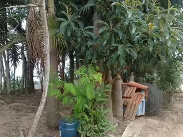Imagem: Chacara em Mandirituba Troco por Casa em