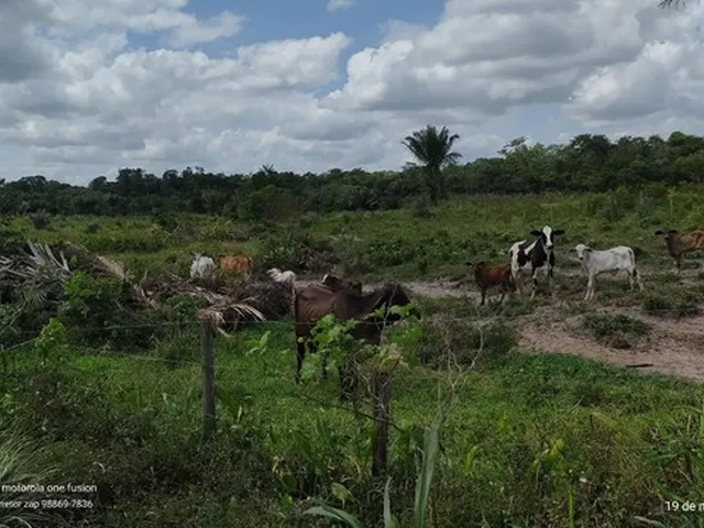 Imagem: 200 Hectares Pronta e Documentada Sentido