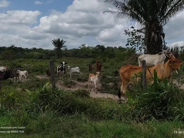 Imagem 2: 200 Hectares Pronta e Documentada Sentido Capanema