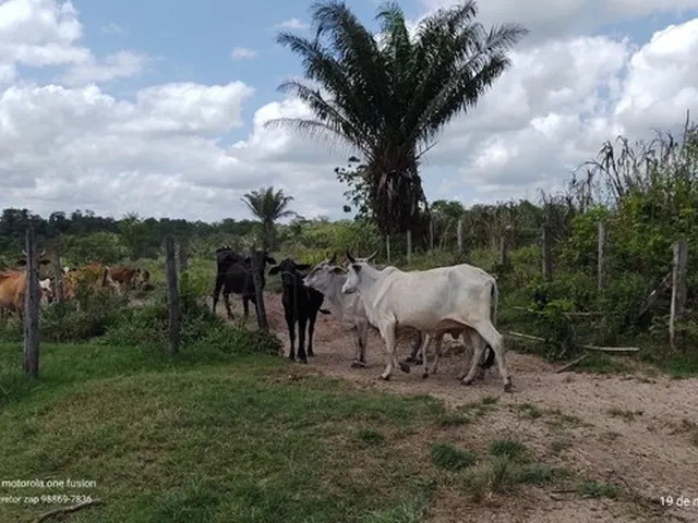 Imagem 9: 200 Hectares Pronta e Documentada Sentido Capanema