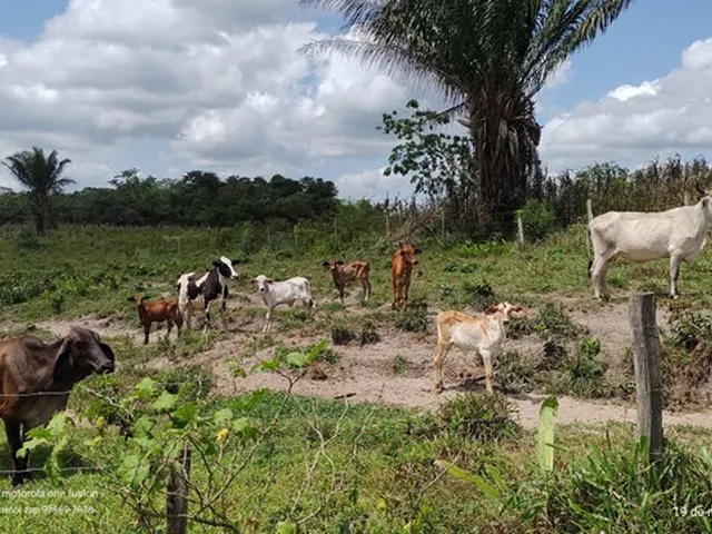 Imagem 10: 200 Hectares Pronta e Documentada Sentido Capanema