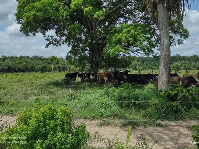 Imagem 13: 200 Hectares Pronta e Documentada Sentido Capanema