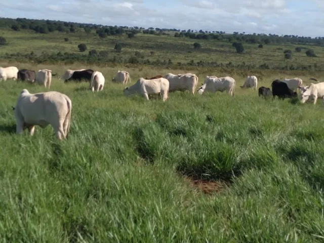 Imagem: Fazenda para Venda na Região de Campo Grande-Ms