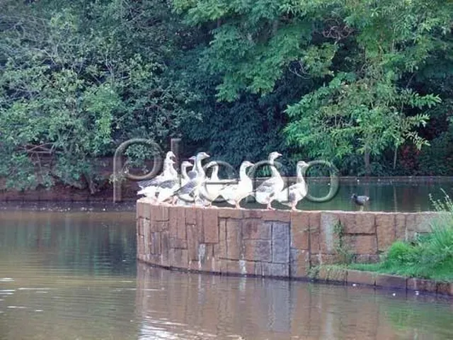 Imagem 5: Casa - Barão Geraldo - Campinas