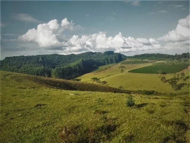 Imagem 3: Fazenda / Sítios / Chácaras com 3 Dormitórios À Venda em Lambari