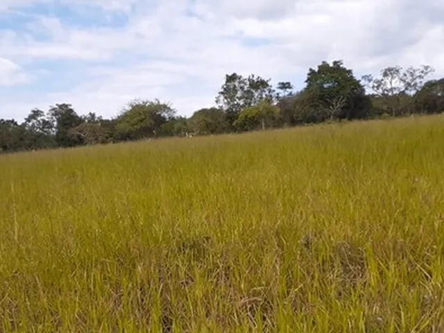 Imagem: Fazenda com 266 Hectares - a 38 Km de Franca