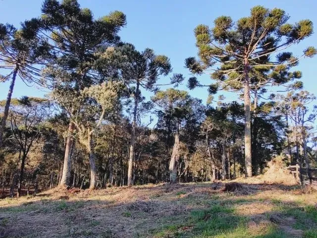 Imagem: Chácara de 2 Hectares a Venda em santa