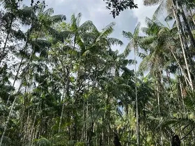 Imagem: Vendo Açaizal com 100.000 Pés de Açai