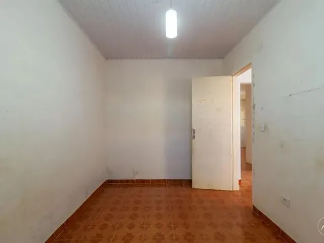 Imagem 12: Samambaia (Norte